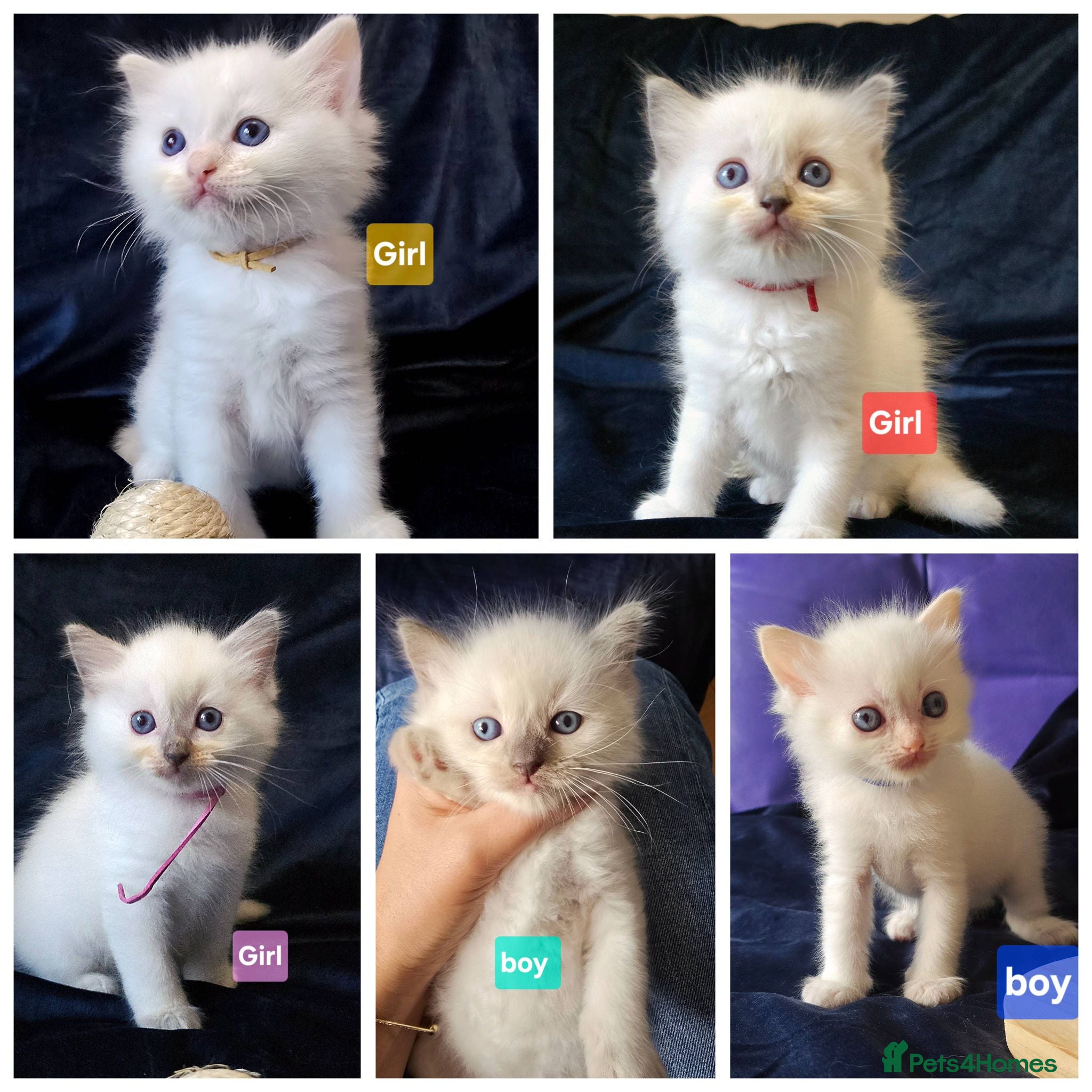 Ragdoll cats 3 girls and 2 boys ragdoll kitten ready 4 new home - Advert 2