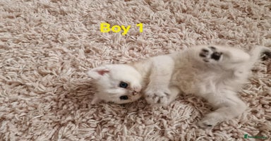 British Shorthair cats - Advert 1