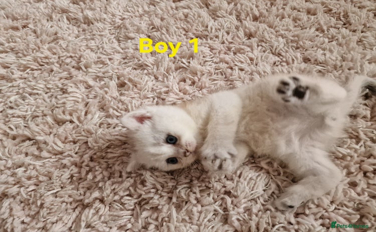 British Shorthair cats - Advert 1