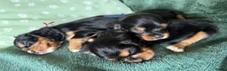 Cockalier dogs for sale: Beautiful, health tested cockalier puppies.  - Advert 9