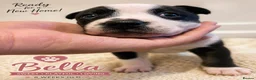 Mixed Breed dogs for sale: 1 Bullkita Puppy Left | Ready 25th May - Advert 31