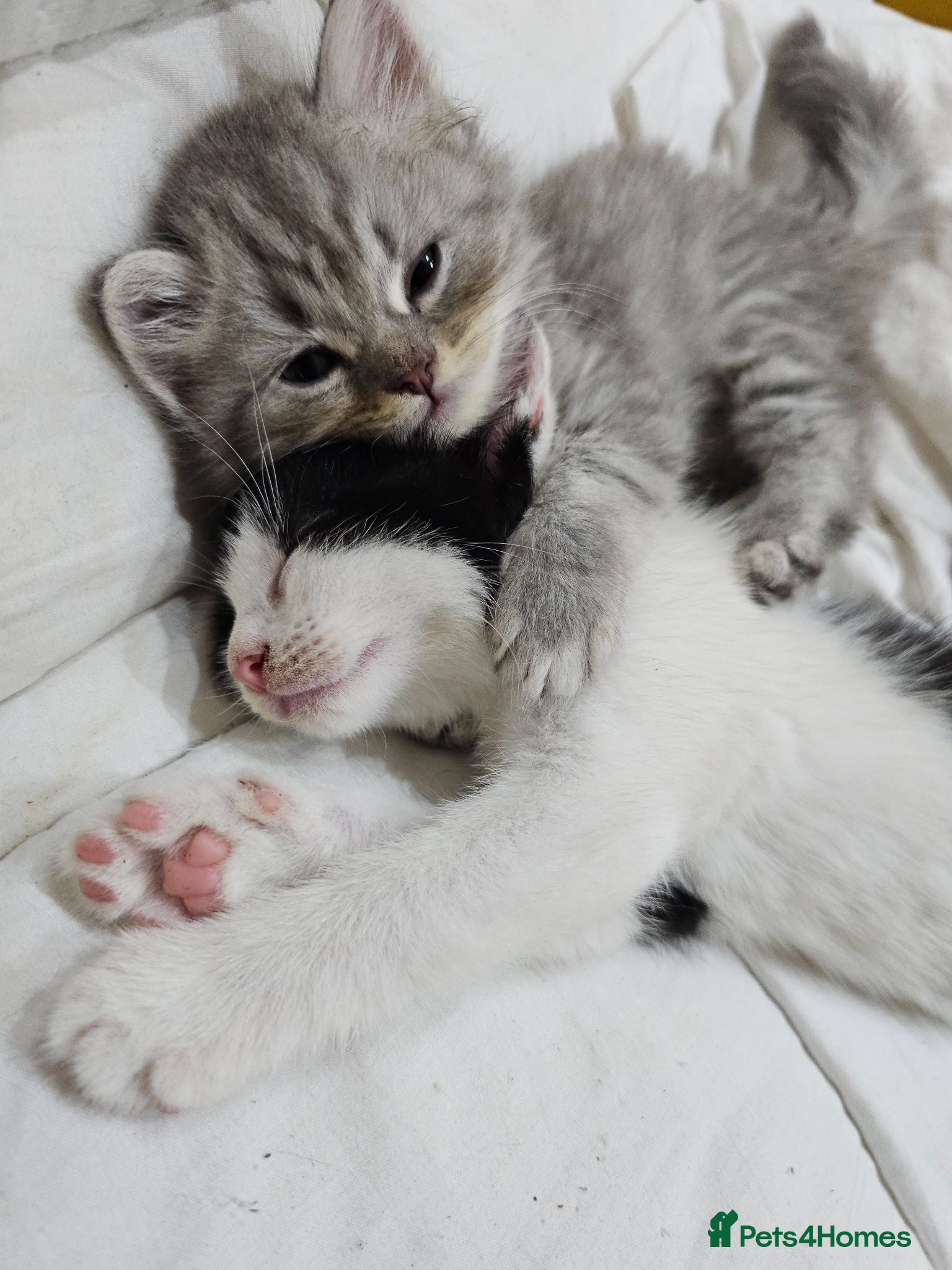 Mixed Breed cats 2 different litters, tiny kittens  - Advert 1