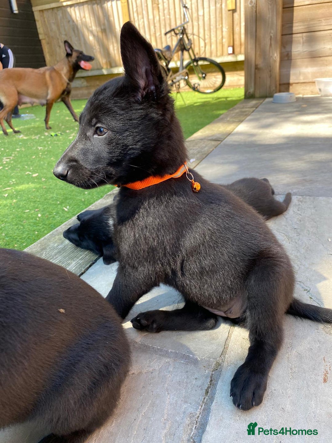 German Shepherd dogs for stud: 4-Year-Old Czech Shepherd- Proven Stud (Sheffield) - Image 12