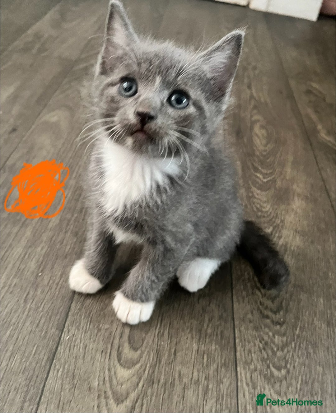 Ragdoll cats for sale: LAST 2 Ragdoll mix kittens - Image 4