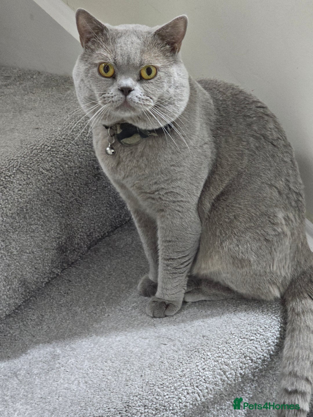 British Shorthair cats for sale: GCCF registered ACTIVE STUD british short hair - Advert 8