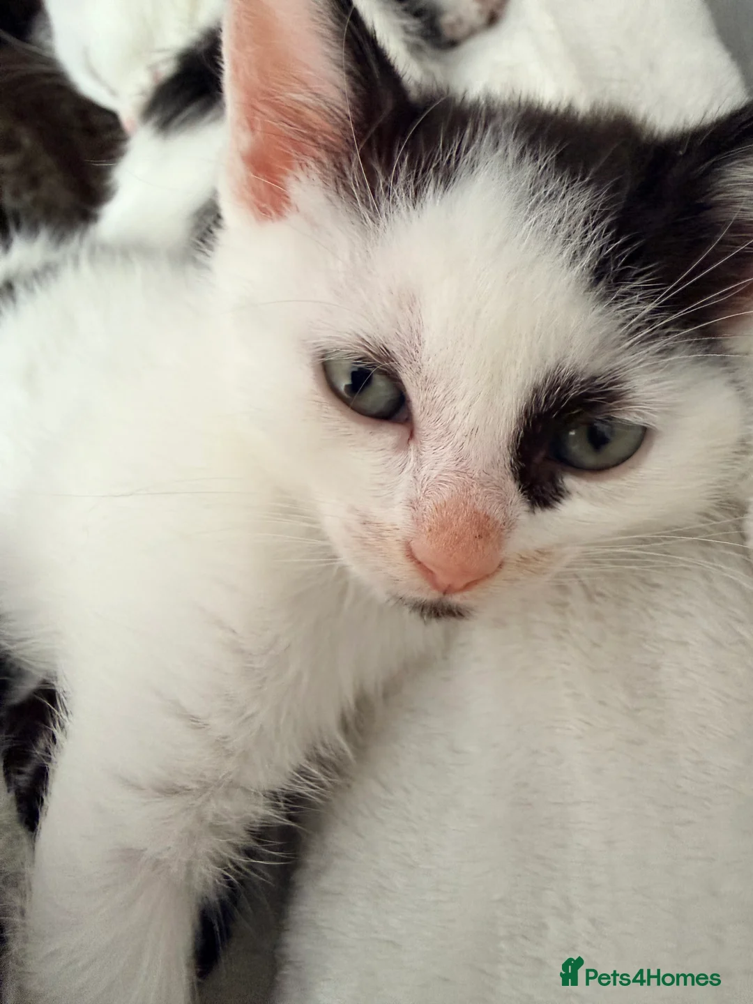 Mixed Breed cats for sale: Twin girls  - Advert 3