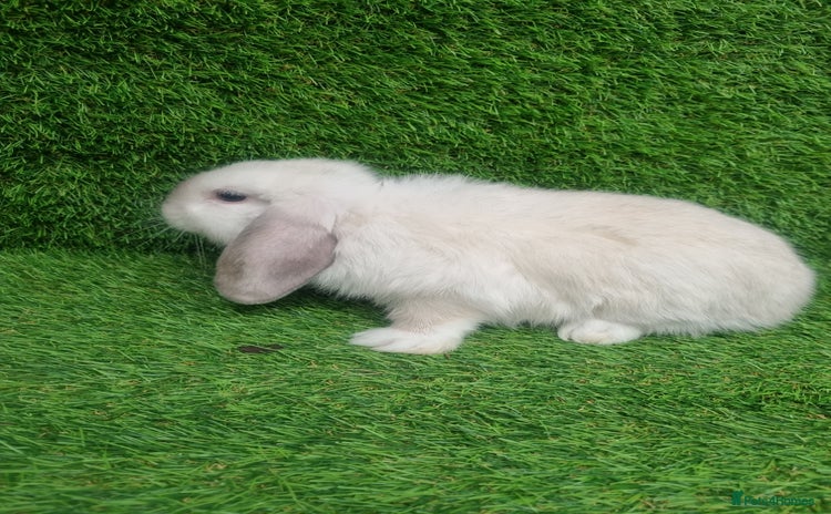 Mini Lop rabbits - Advert 3