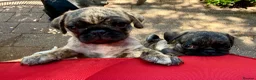Pug dogs for sale: Adorable one of a kind. loving KCreg PUG puppies  - Advert 16
