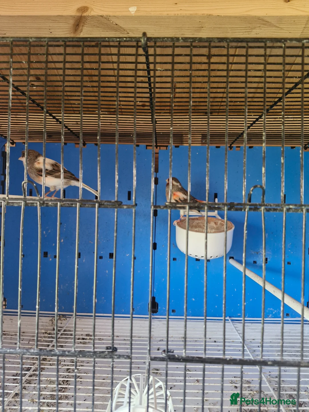 Canaries birds for sale: Canaries for sale - Advert 1