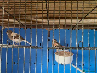Canaries birds for sale: Canaries for sale - Advert 2