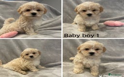 Mixed Breed dogs for sale: Beautiful cavapoo puppies - Image 17