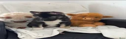 Siberian Husky dogs for sale: Siberian husky puppies  - Advert 12