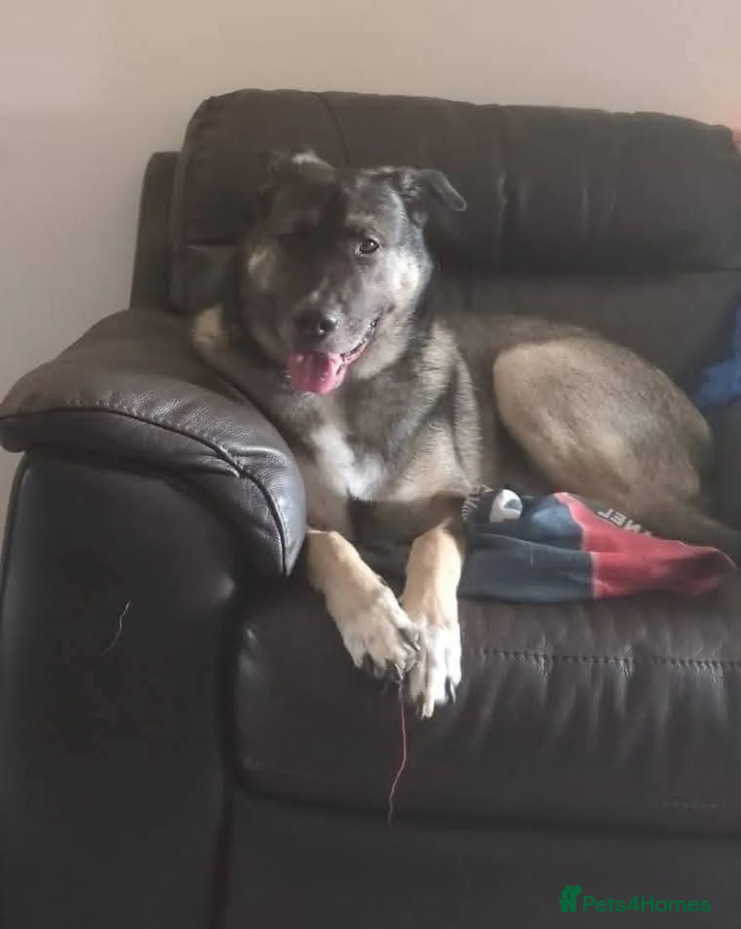 Mixed Breed dogs for adoption: Meet Fagan, currently residing in Durham - Advert 4