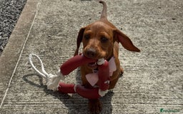 Miniature Dachshund dogs for sale: Beautiful red miniature daschund  - Image 4