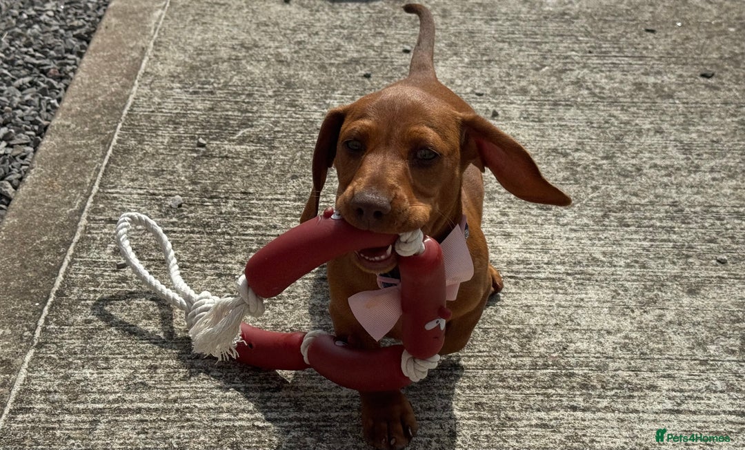 Miniature Dachshund dogs for sale: Beautiful red miniature daschund  - Image 4