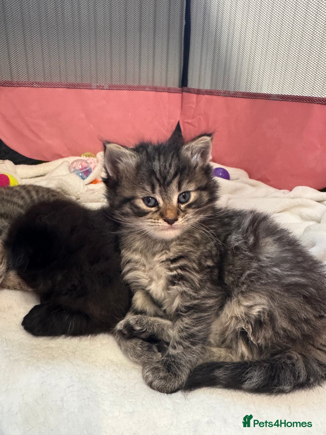 Mixed Breed cats for sale: 4 Adorable Kittens Looking For Forever Homes - Advert 10