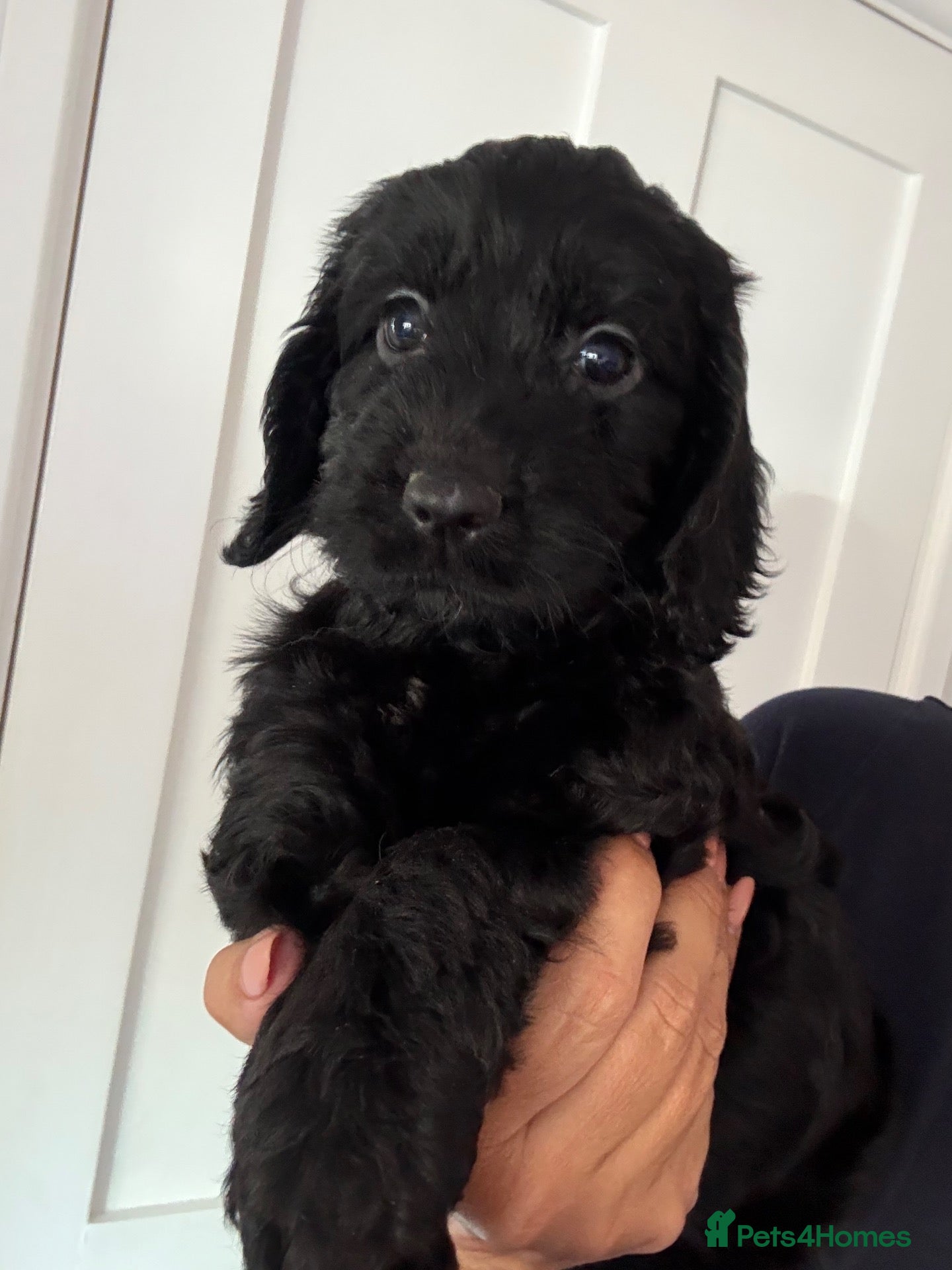Cockapoo dogs Exceptional F1 health tested cockapoo puppies  - Advert 2