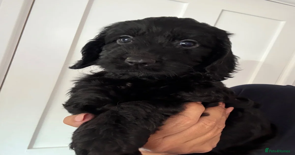 Cockapoo Puppies for sale in Maidstone, Kent | Pets4Homes