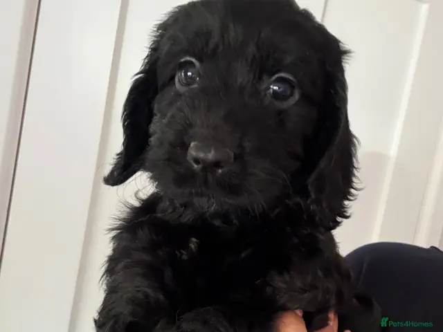 Cockapoo dogs Exceptional F1 health tested cockapoo puppies - Advert 2