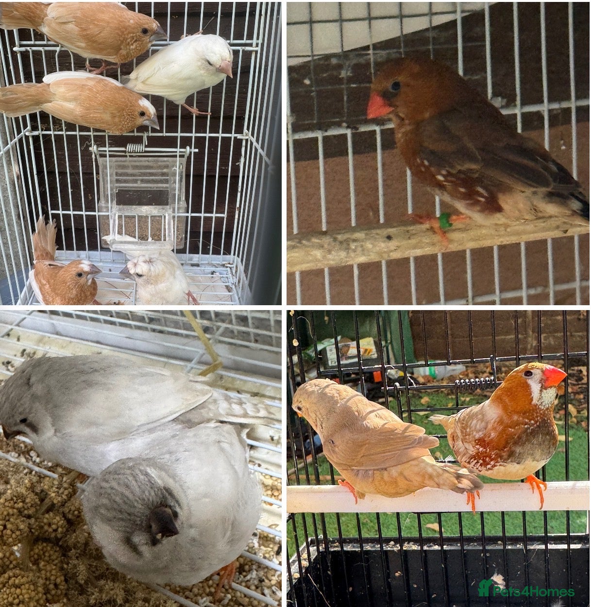 Mixed Breed birds Zebra Finches  - Advert 18