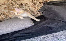 British Shorthair cats for sale: 7 Gorgeous ginger BSHxASH kittens to be rehomed - Image 9