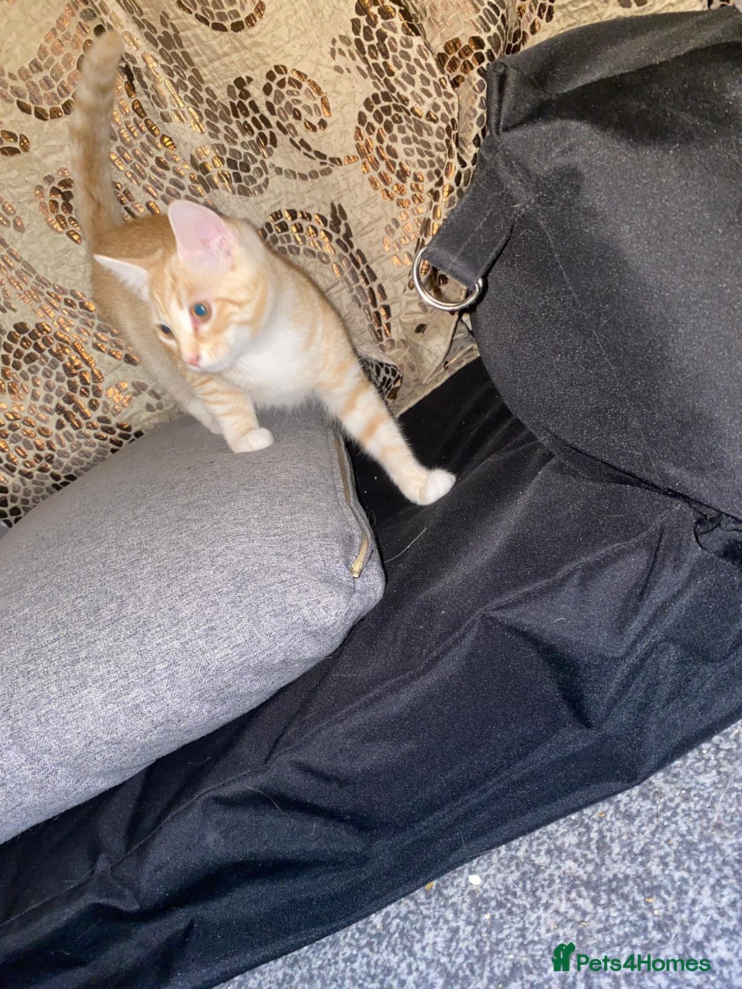 British Shorthair cats for sale: 7 Gorgeous ginger BSHxASH kittens to be rehomed - Image 9