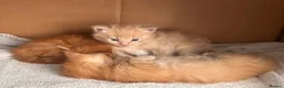 Mixed Breed cats for sale: 1 adorable ginger boy left mid length fur  - Advert 6