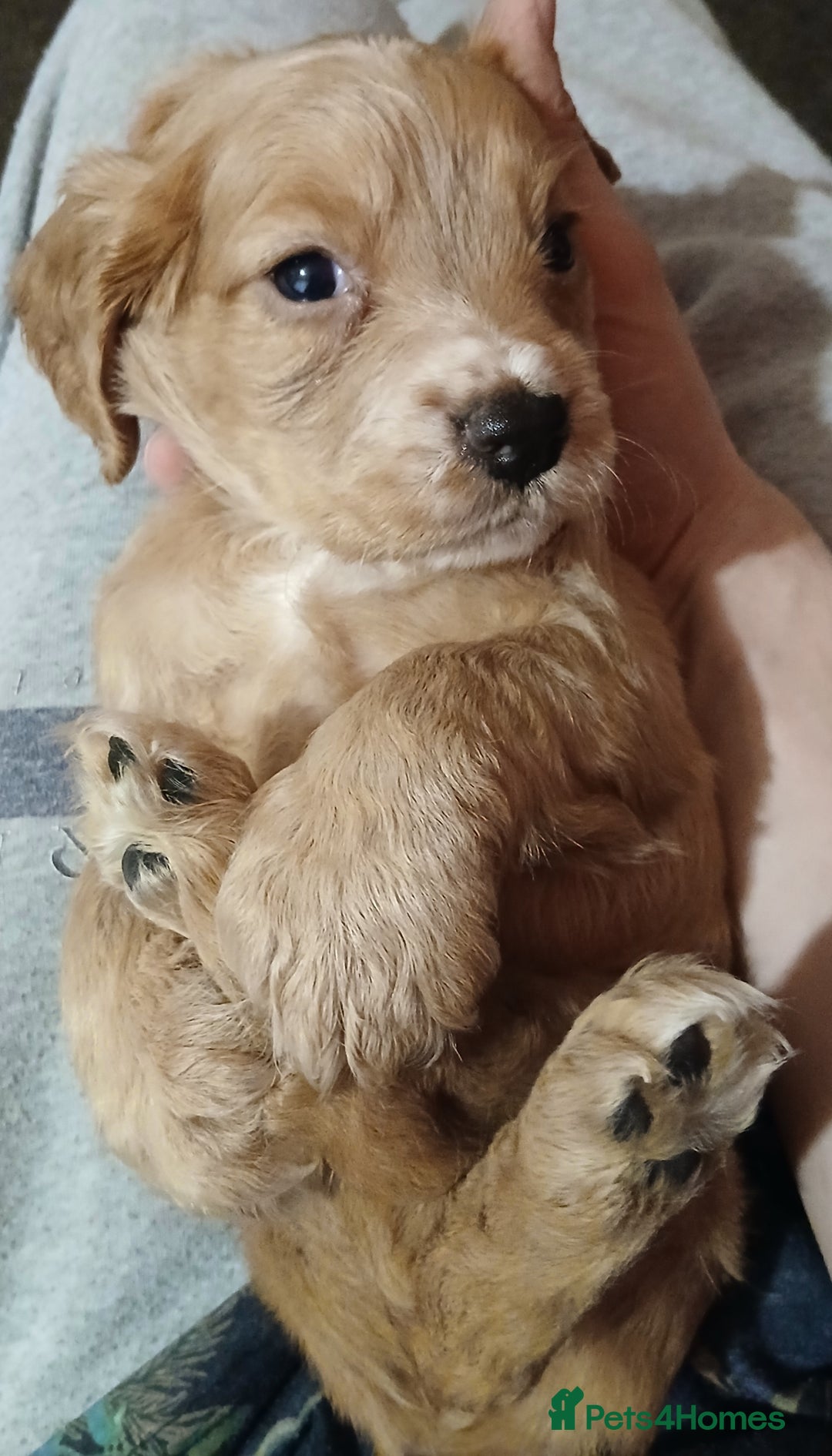 Cocker Spaniel dogs for sale: Cocker spaniel  - Advert 3