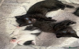 Mixed Breed cats for sale: Mix/English shorthair  - Image 4
