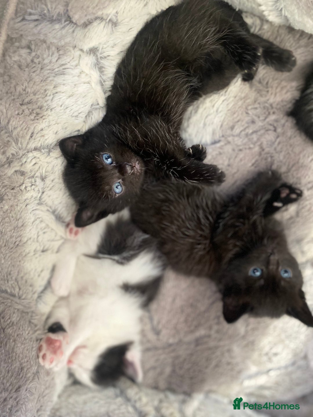 Mixed Breed cats for sale: Mix/English shorthair  - Image 4