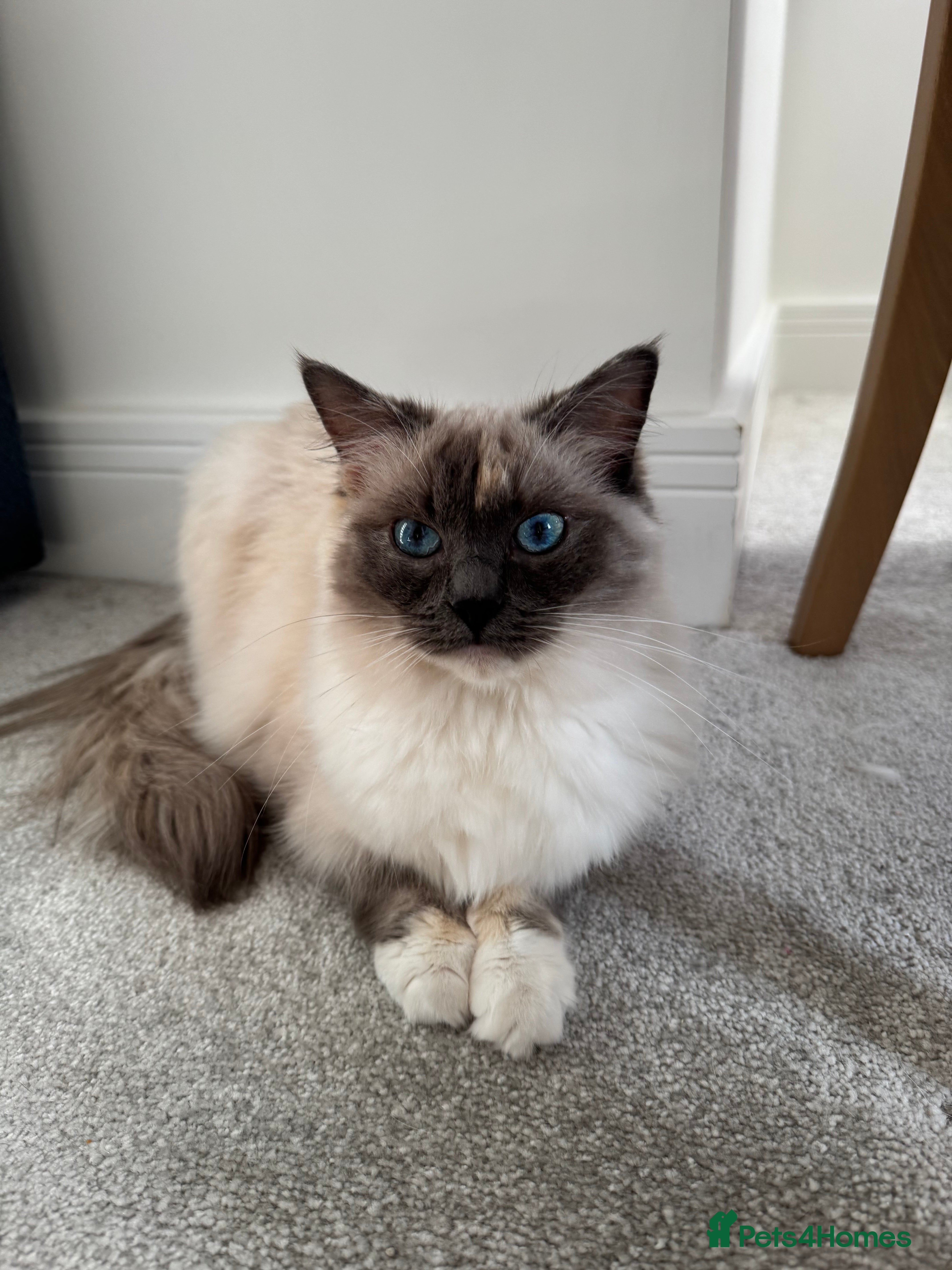 Ragdoll cats Beautiful GCCF Active Ragdoll Queen  - Advert 18