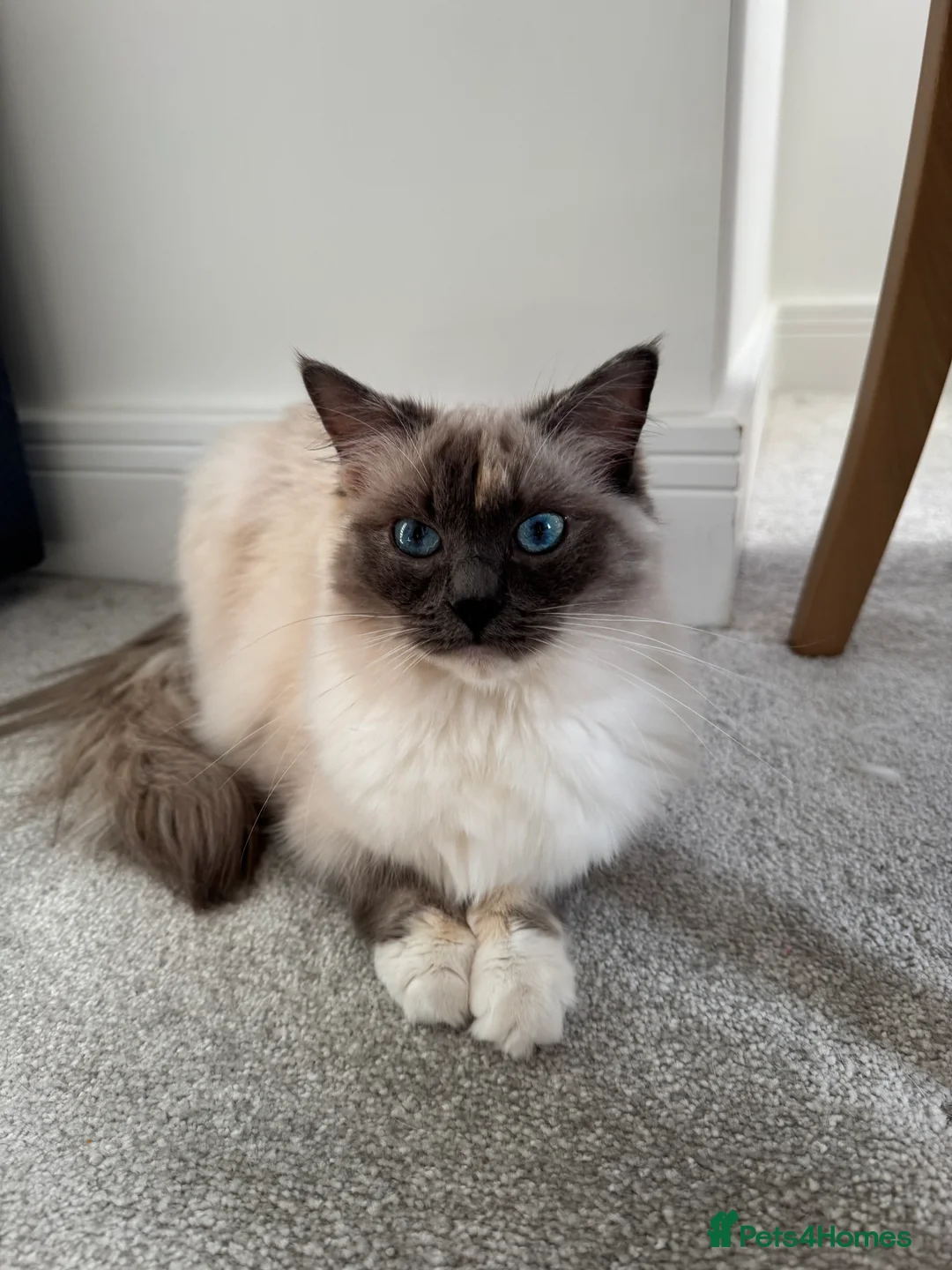 Ragdoll cats for sale: Beautiful GCCF Active Ragdoll Queen  - Advert 1