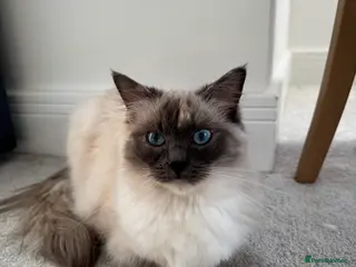 Ragdoll cats Beautiful GCCF Active Ragdoll Queen - Advert 18