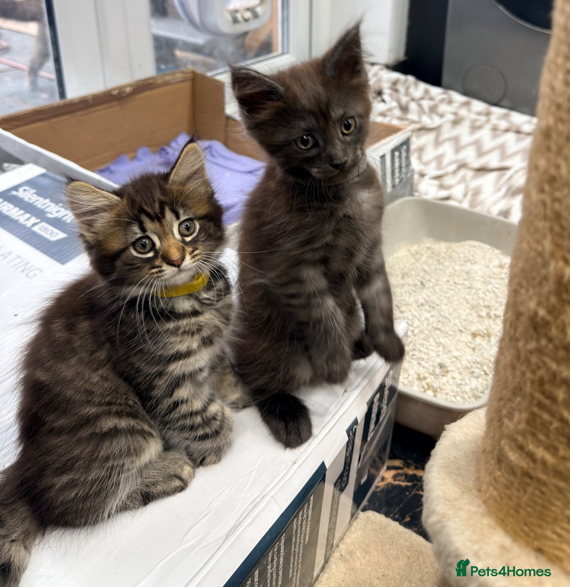 Maine Coon cats Half Maincoon Kittens  - Advert 2