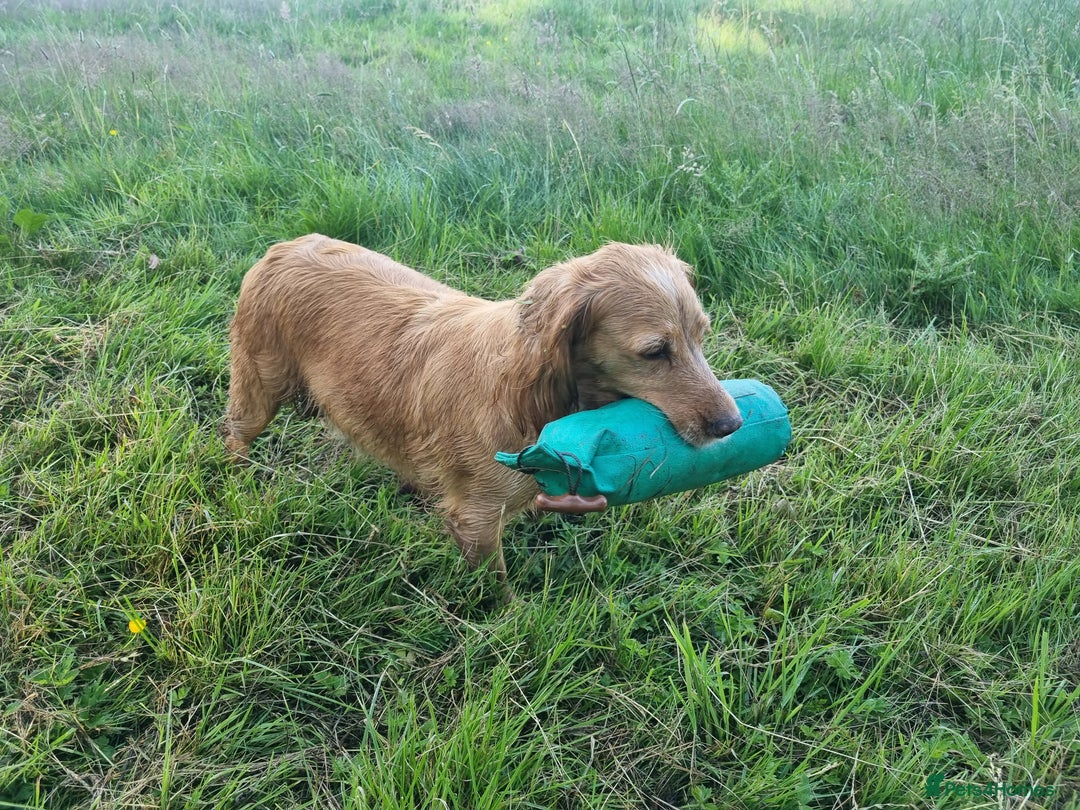 Cocker Spaniel dogs for sale: FTCH sired cocker pups top trial bloodlines - Image 3