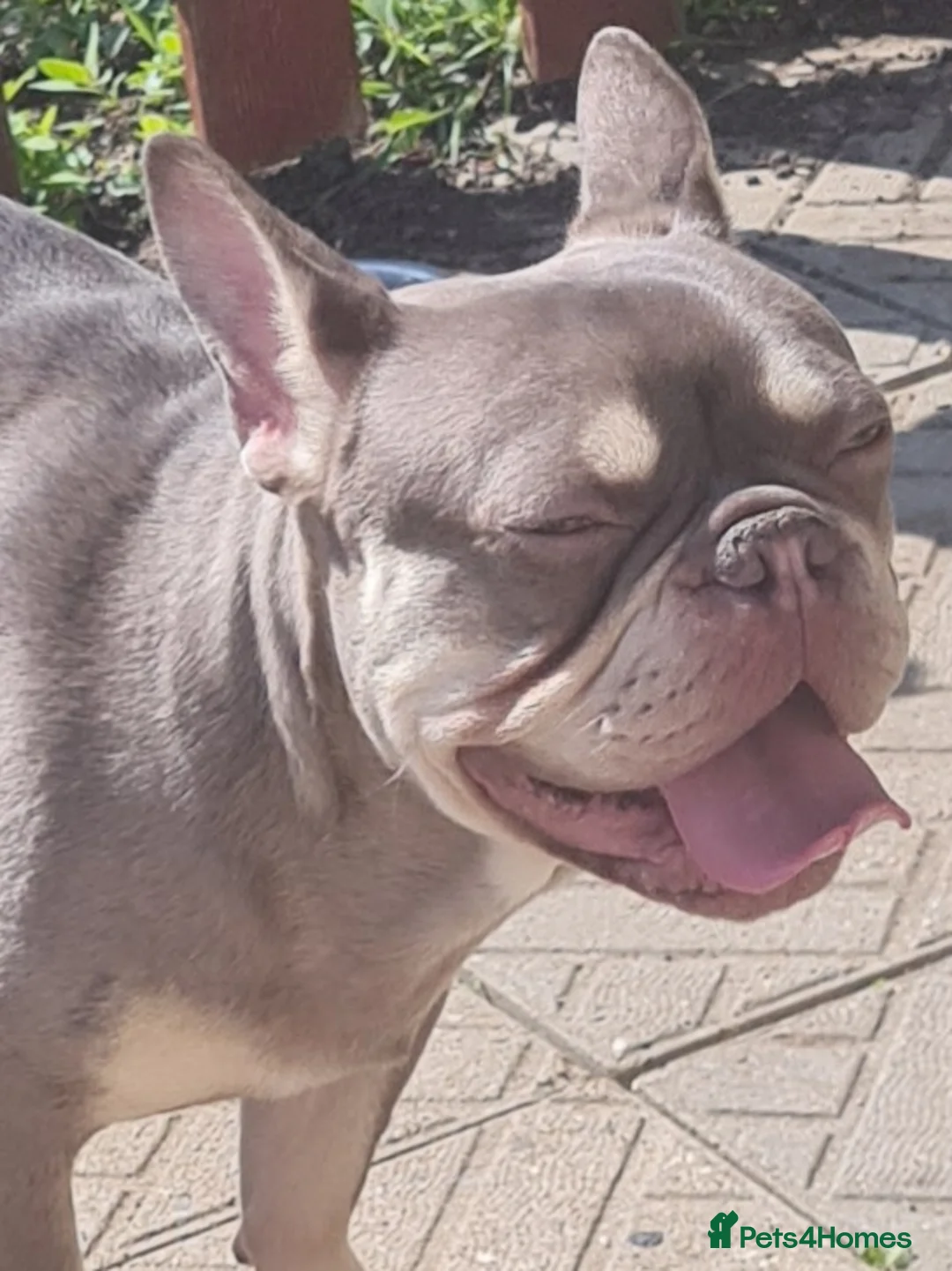 French Bulldog dogs for stud: KC TOP DRAW STUD Ramsgate  in Ramsgate - Advert 7