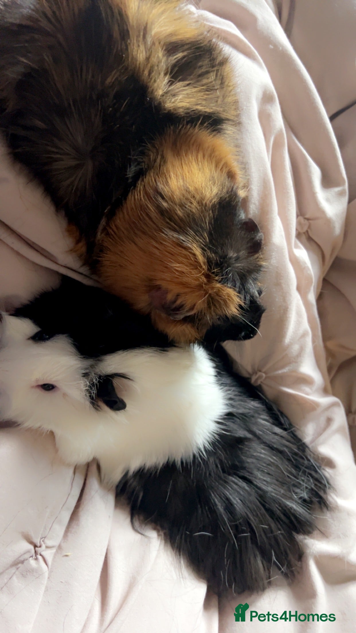 Guinea Pig rodents 2  Guinea Pigs  - Advert 2