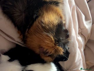 Guinea Pig rodents 2 Guinea Pigs - Advert 1