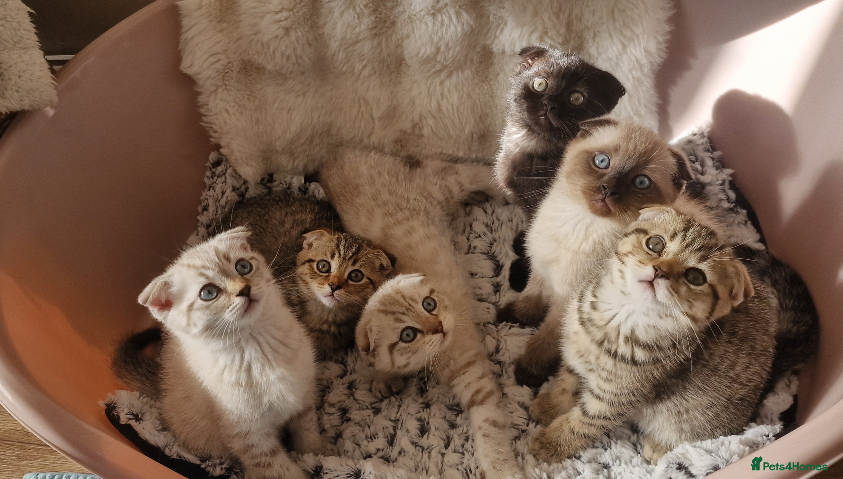 Scottish Fold cats 🐾 Gorgeous Scottish Fold! 🐾 Ready - Advert 1