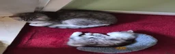 Mixed Breed cats for sale: Main Coon Mix - Advert 10