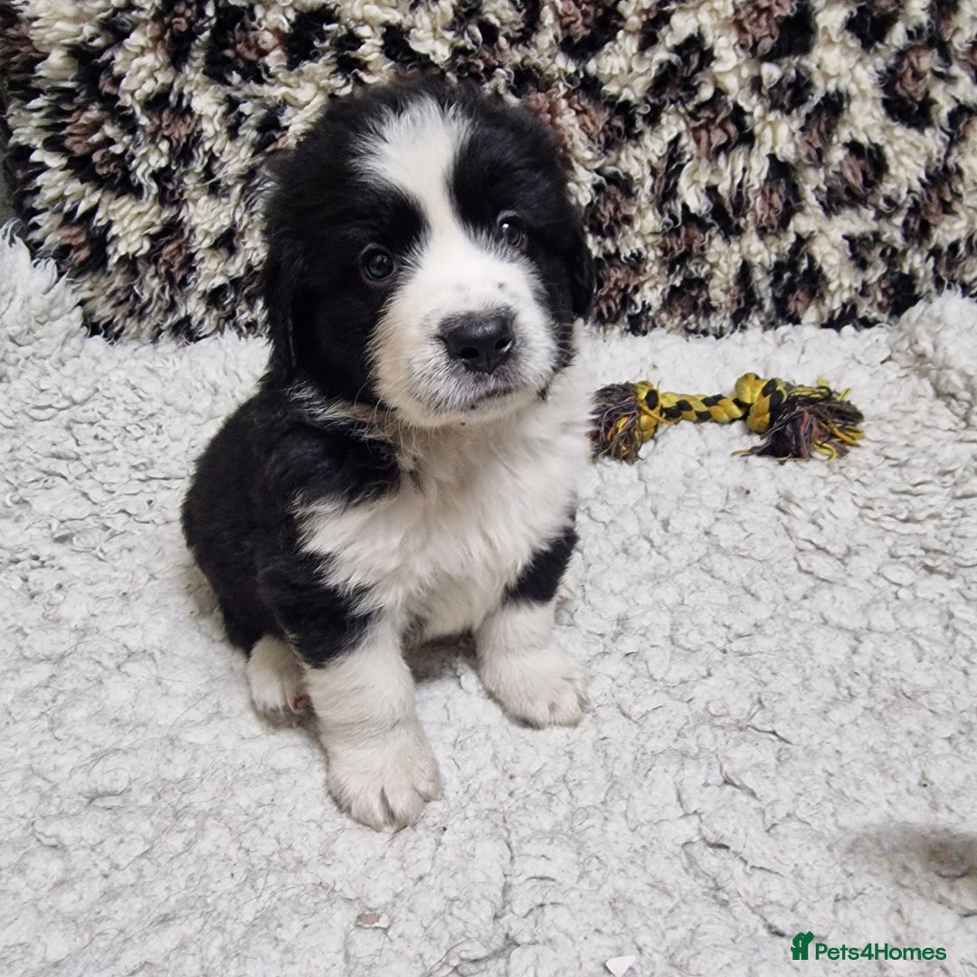 Mixed Breed dogs for sale: Bernewfie pups - Image 7