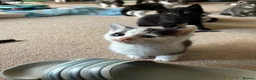 Domestic Shorthair cats for sale: Multiple litters  - Advert 7