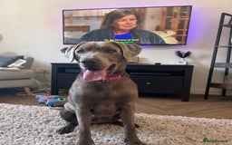 Mixed Breed dogs for sale: 2 gorgeous girls - Image 8