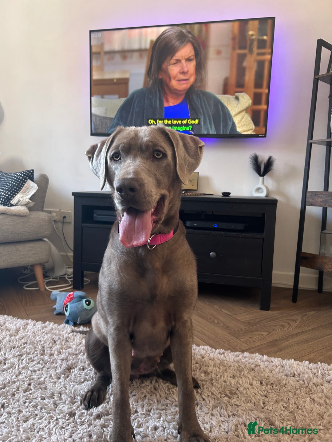 Mixed Breed dogs for sale: 2 gorgeous girls - Image 8