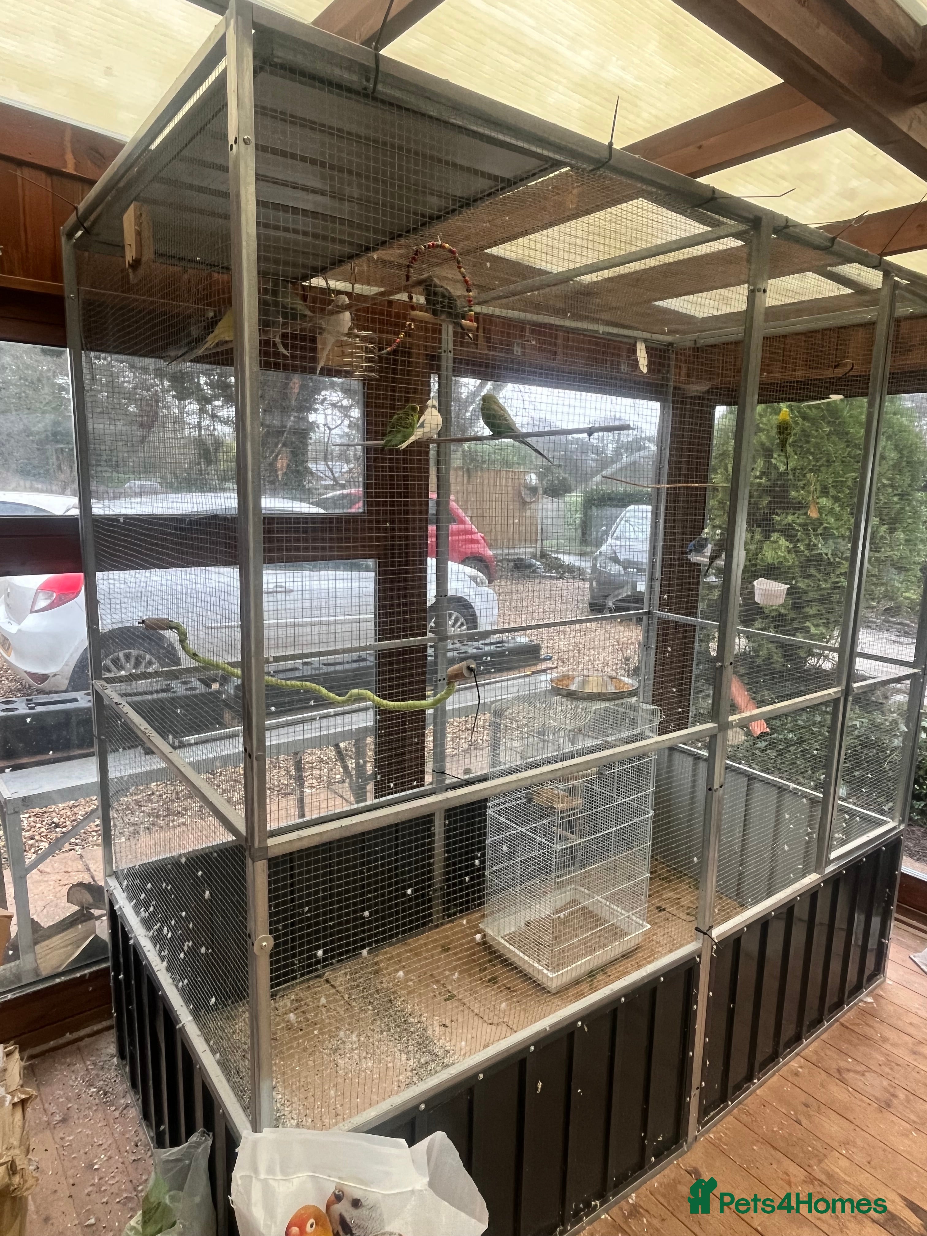 Budgerigars birds Budgie  - Advert 1