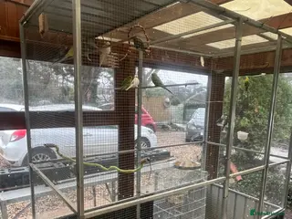 Budgerigars birds Budgie - Advert 4