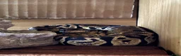 Python Snake reptiles for sale: Ball Python & Full set up - Advert 5