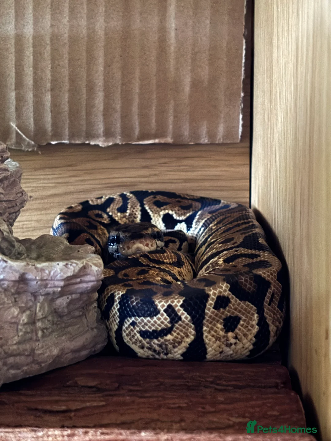 Python Snake reptiles for sale: Ball Python & Full set up - Advert 5