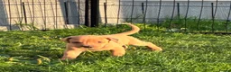 Labrador Retriever dogs for sale: F1 Labrador x Vizsla - Advert 8