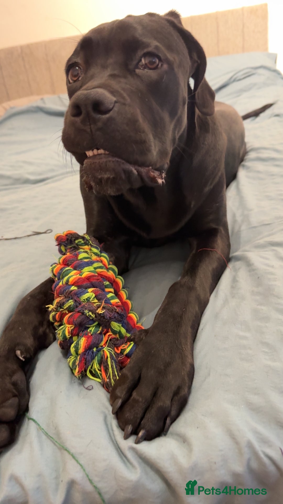 Cane Corso dogs for sale: 1.5 year old cane corso  - Advert 5